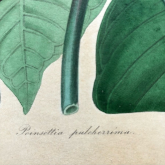 Poinsettia Botanical Chromo Lithograph Print - Picture 2 of 6